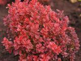 Berberys Czerwony 'Berberis' Mini Wolnorosnący