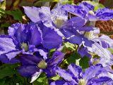 'Powojnik 'Clematis' Daniel Deronda