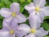 'Powojnik 'Clematis' Błękitny Anioł