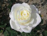 Róża Rabatowa 'Rosa multiflora' Biała