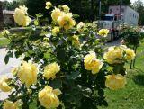 Róża Pienna 'Rosa' Żółta Pachnąca / I gatunek 2 oczka